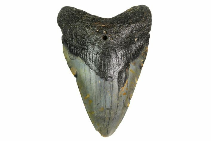 Bargain, Megalodon Tooth - North Carolina #152912